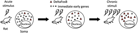 DeltaFosB